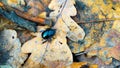 A black insect on an autumn leaf