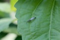 Black insect in big green leaf. Royalty Free Stock Photo