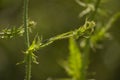 Black insect on a green plant