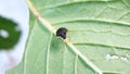 Black insects looking for prey on the leaves