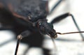 Black insects with small heads with large round eyes