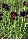 Black Iris Royalty Free Stock Photo