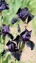 Black Iris 2