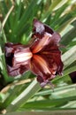 Black iris flower. Royalty Free Stock Photo