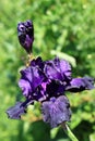 Black iris flower