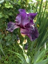 black iris flower on a background of green grass Royalty Free Stock Photo