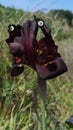 Black iris flower