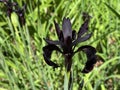 Black iris / Iris chrysographes / Black-flowered, Siberian Iris, Goldstreifen-Schwertlilie or Gold-Marked Iris