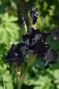 Black Iris Royalty Free Stock Photo