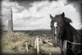 Black Irish horse and ancient round tower