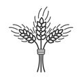 Black isolated outline icon of sheaf of wheat on white background. Line Icon of sheaf of wheat.