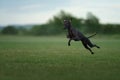 black italian greyhound dog runs on the lawn. Pet plays on grass Royalty Free Stock Photo