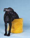 Black Italian greyhound pup sitting  in a yellow basket against a blue background Royalty Free Stock Photo