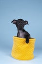 Black Italian greyhound pup sitting  in a yellow basket against a blue background Royalty Free Stock Photo