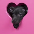 A black Italian greyhound puppy sitting in a pink heart scene symbol for love