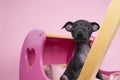 A black Italian greyhound puppy sitting in a pink heart scene symbol for love