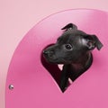 A black Italian greyhound puppy sitting in a pink heart scene symbol for love