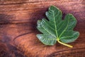 Black jack figs leaf looks like maple leaf on dark tone teak woo