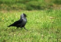 Black jackdaw on grass Royalty Free Stock Photo