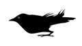Black jackdaw silhouette. Vector isolated.