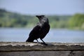 Black Jackdaw sitting on a fence with lake behind. Yorkshire, UK, May 2023.
