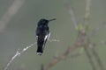 Black jacobin, Melanotrochilus fuscus Royalty Free Stock Photo