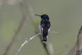 Black jacobin, Melanotrochilus fuscus Royalty Free Stock Photo