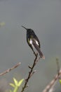 Black jacobin, Melanotrochilus fuscus Royalty Free Stock Photo
