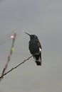 Black jacobin, Melanotrochilus fuscus Royalty Free Stock Photo