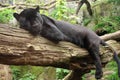 Black Jaguar