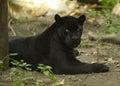 Black Jaguar Royalty Free Stock Photo