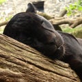 Black Jaguar