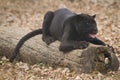 Black jaguar Royalty Free Stock Photo