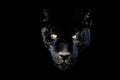 Black jaguar with a black background Royalty Free Stock Photo