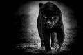 Black jaguar with a black background Royalty Free Stock Photo