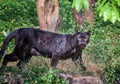 Black Panther in nature. Royalty Free Stock Photo