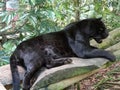 A black jaguar lying