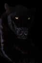 Black Jaguar panther closeup in jungle on black background Royalty Free Stock Photo