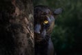 Black Jaguar - Melanistic Feline