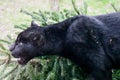 Black Jaguar, Big Cat Sanctuary, Smarden, Kent, England, UK Royalty Free Stock Photo