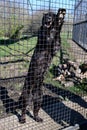 Black Jaguar, Big Cat Sanctuary, Smarden, Kent, England, UK Royalty Free Stock Photo