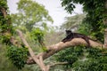 A black Jaguar is resting in the jungle Royalty Free Stock Photo