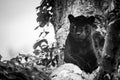 A black Jaguar is resting in the jungle Royalty Free Stock Photo