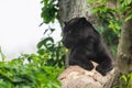 A black Jaguar is resting in the jungle Royalty Free Stock Photo