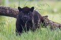 A black Jaguar is resting in the jungle Royalty Free Stock Photo