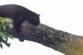 A black Jaguar is resting in the jungle Royalty Free Stock Photo