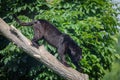 A black Jaguar is resting in the jungle Royalty Free Stock Photo