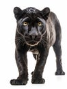 Black jaguar walking on a white background