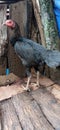 black Javanese native chicken from Indonesia