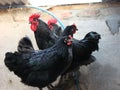 Black Jersey Giant Cottrell and hens